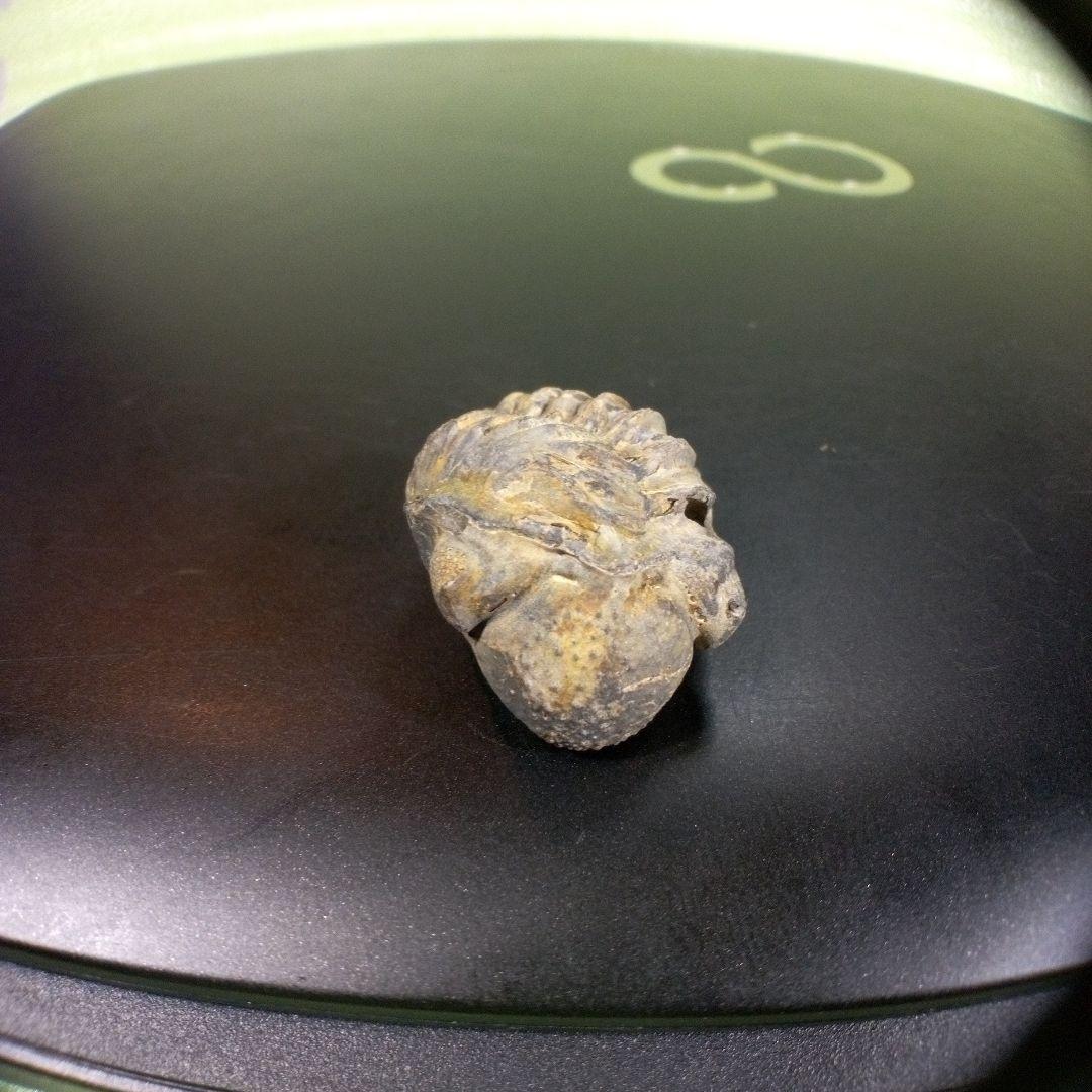 三葉虫　化石　fossil　ボリビア産　trilobite　ノジュール管理⑩