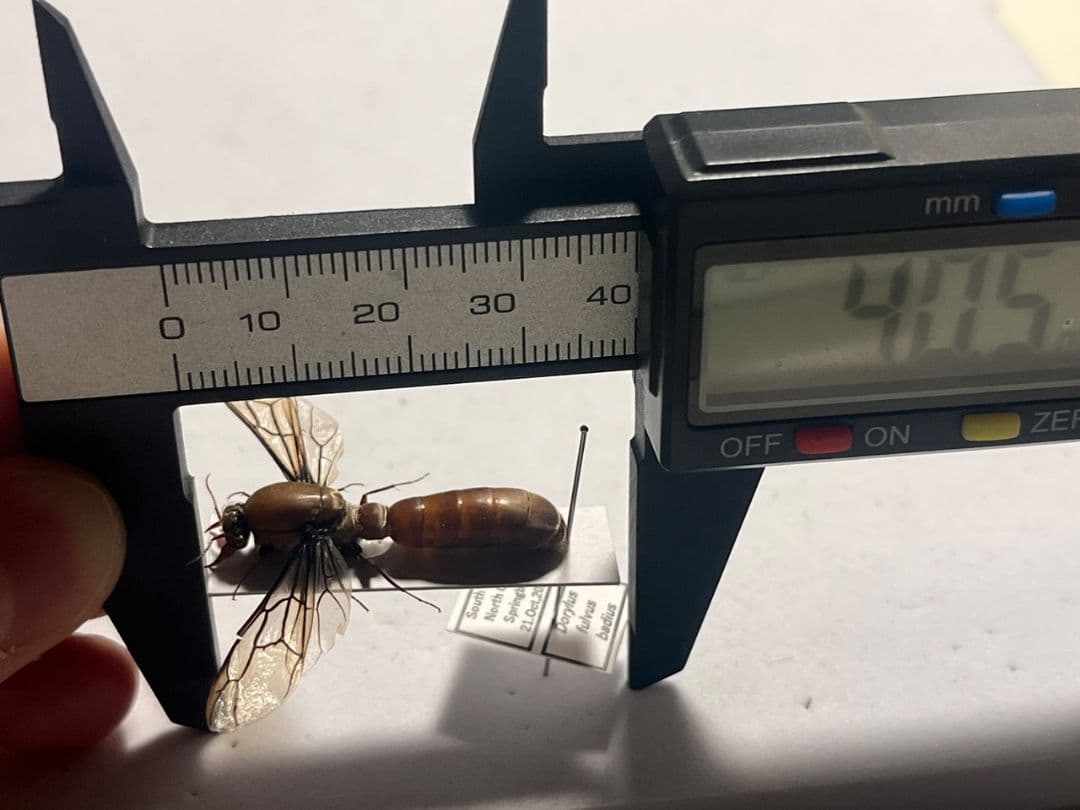 【開翅標本】サスライアリの一種 ドライバーアリ Dorylus fulvカマキリ