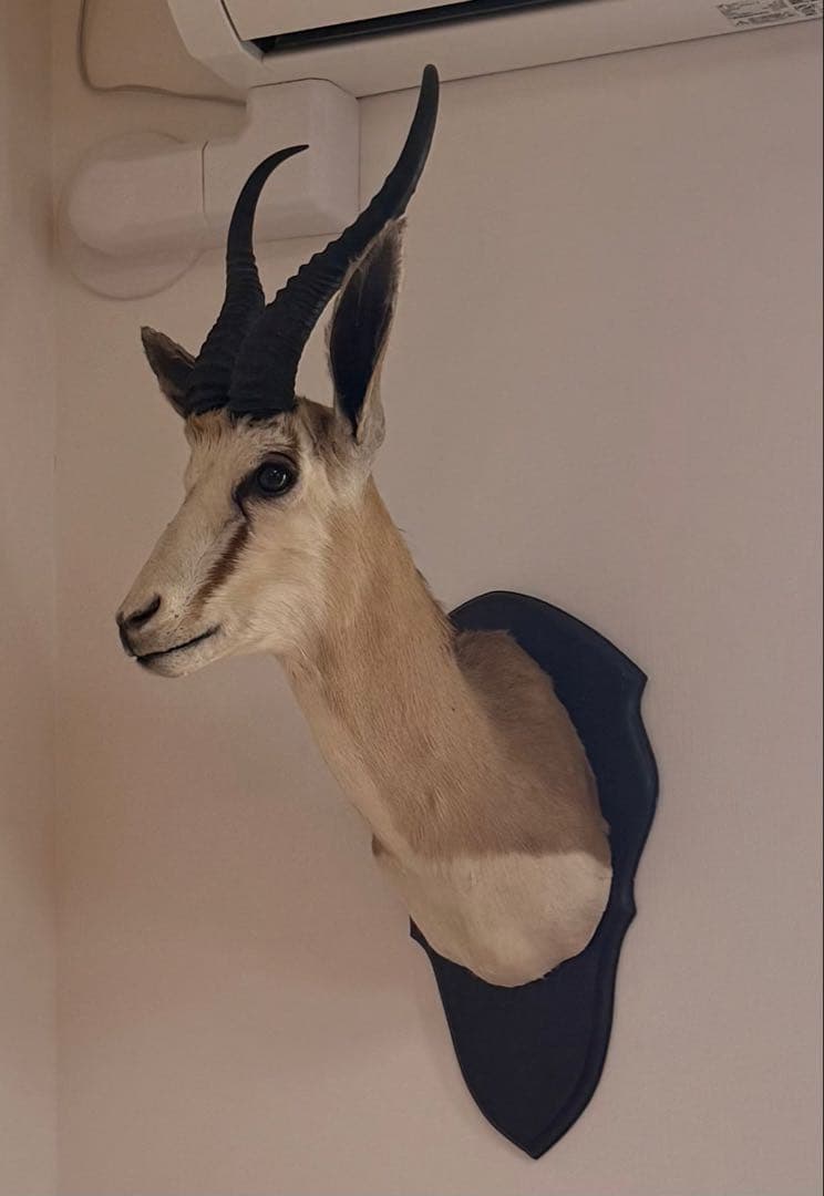 鹿の剥製　スプリングボック（ショルダーマウント）剥製
