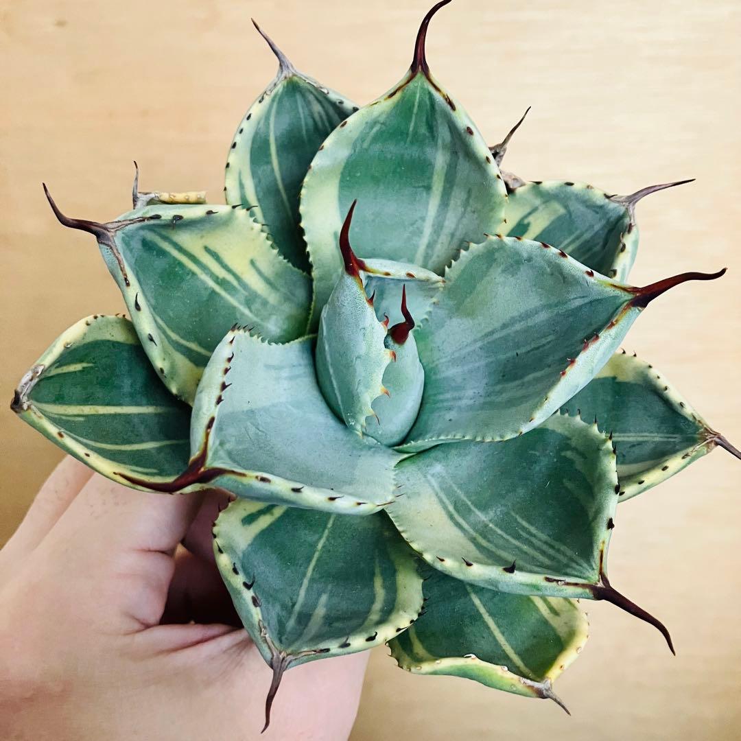 1 ライムストリーク TC株 短葉大株 アガベ パリー トランカータ 吉祥天錦