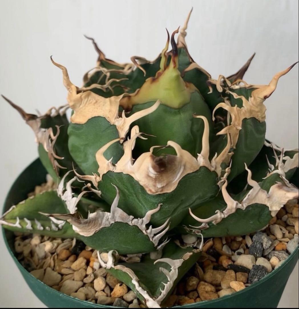 アガベ　オテロイ　実生　コレクション　唯一無二　わしゃわしゃ　オアハカ　チタノタ