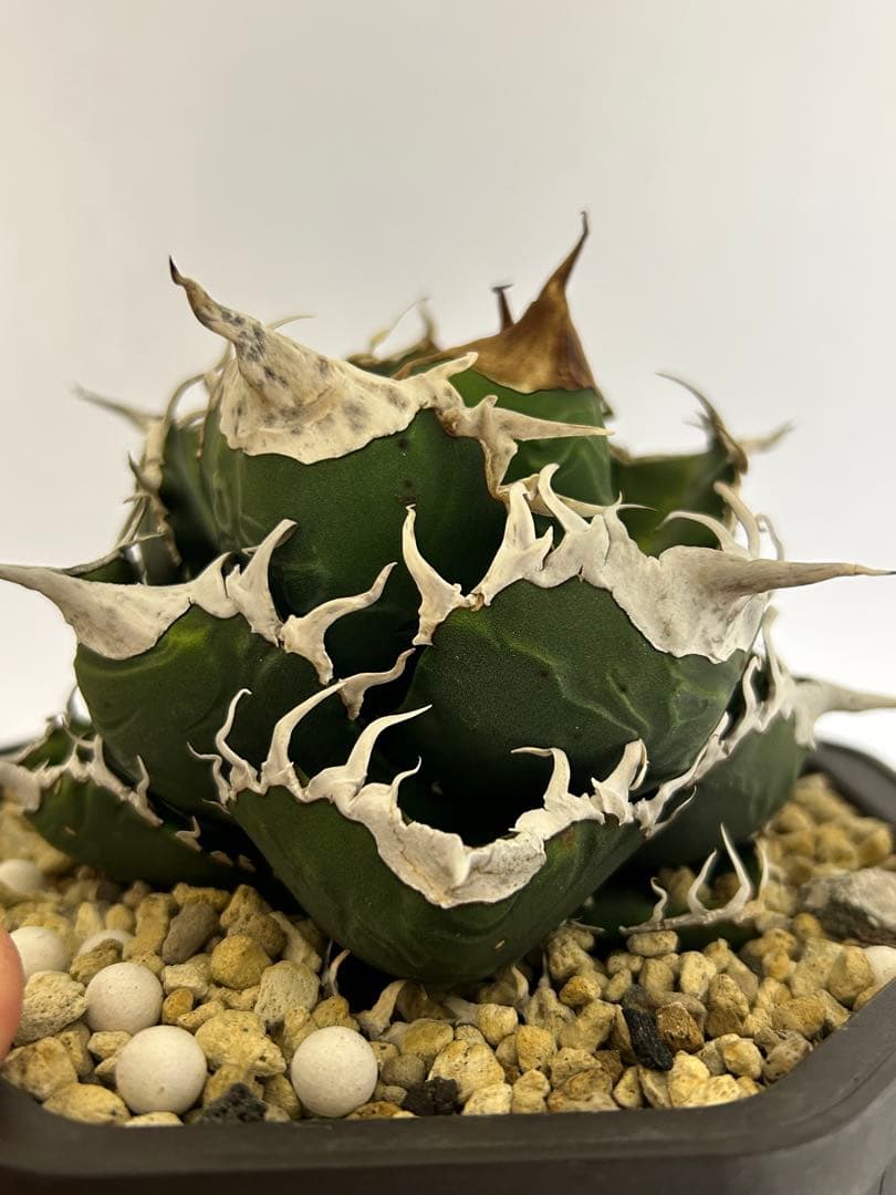 スーパーチタノタ　親株　悪魔くん　アガベ　チタノタ　オテロイ