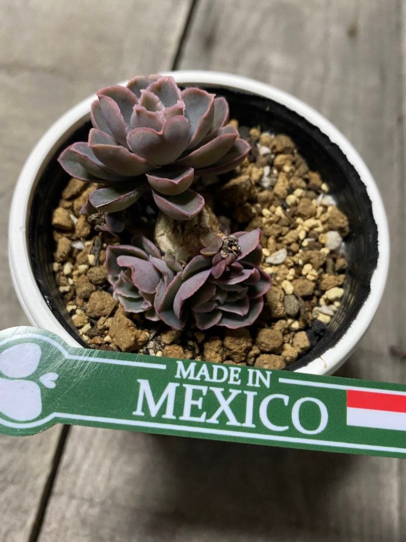 リクエスト出品　原種　群生チャザロイ　Chazaroi エケベリア 紫色