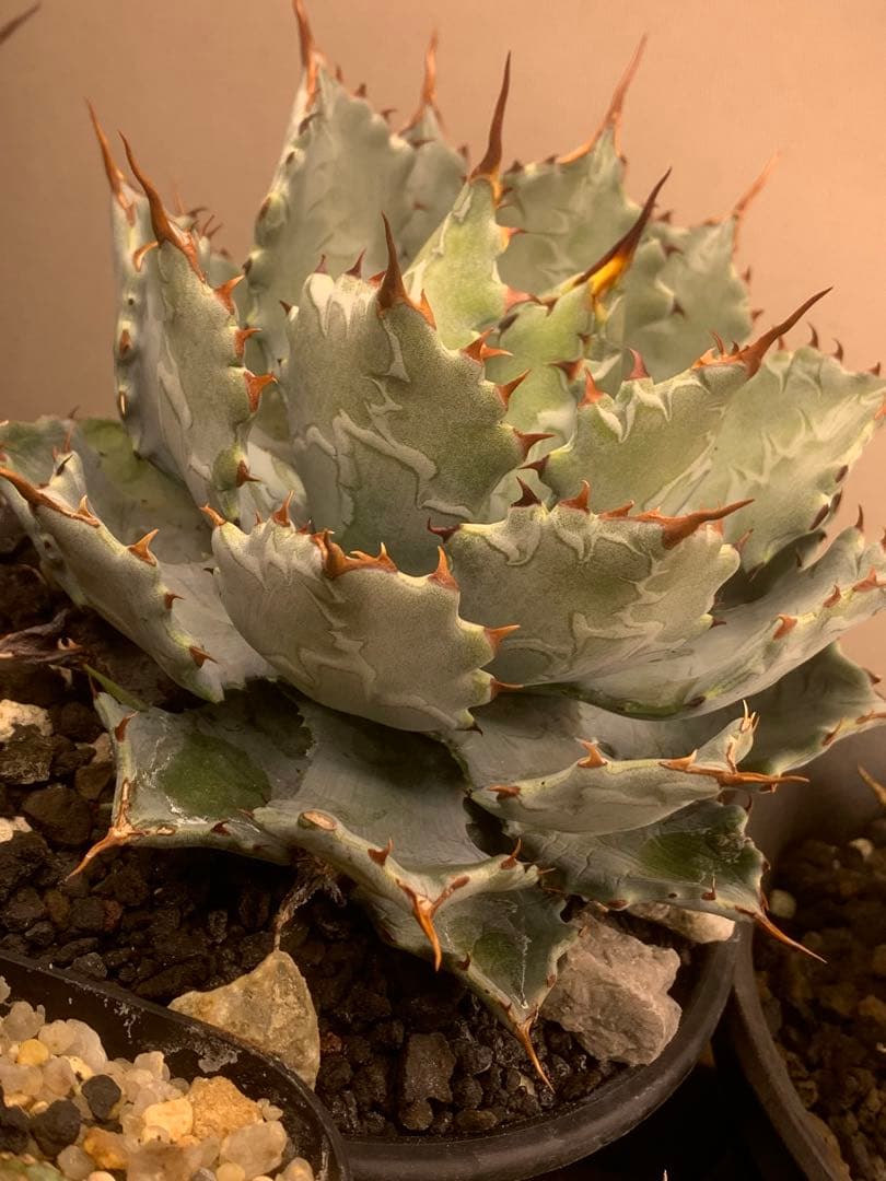 アガベ ハイブリッド　蝦蟹×血雷　親株　国内オリジナル実生株