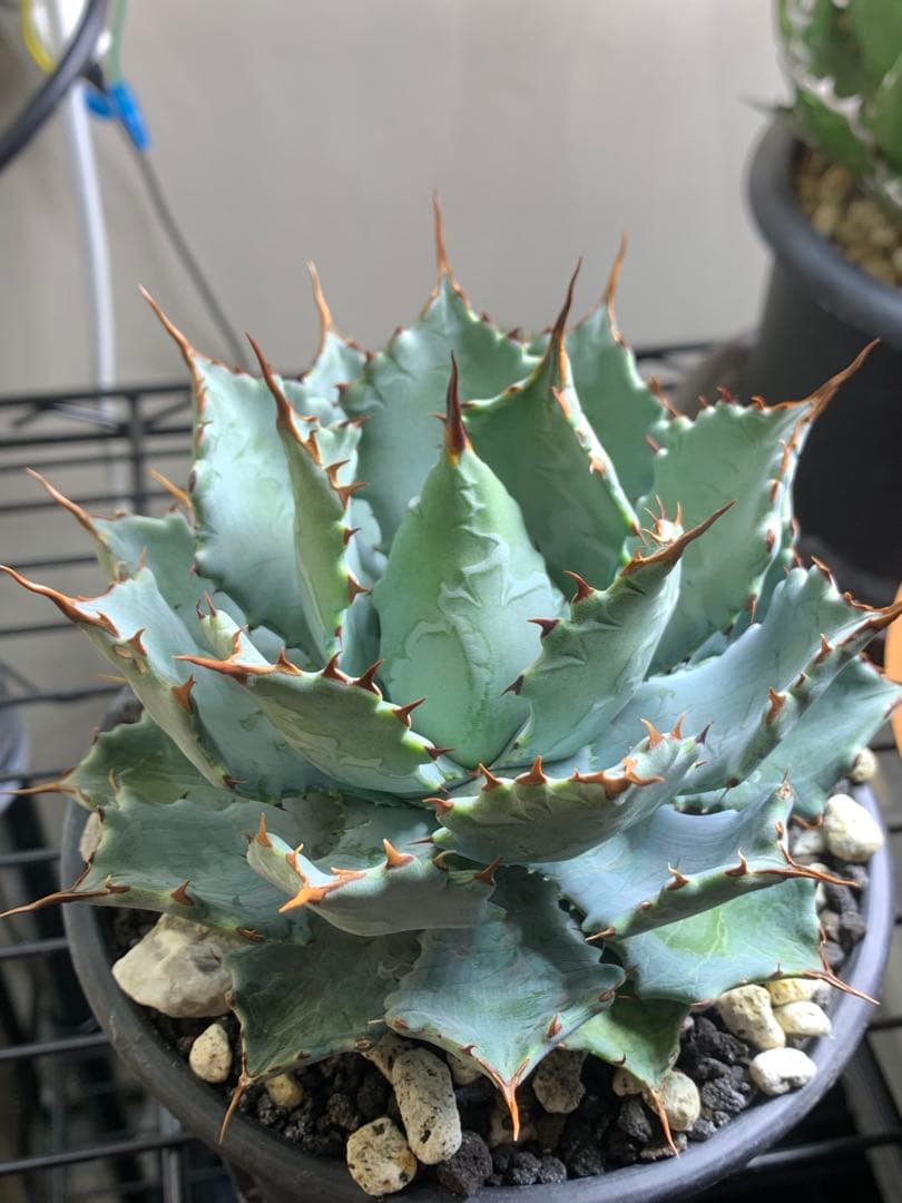 アガベ ハイブリッド　蝦蟹×血雷　親株　国内オリジナル実生株