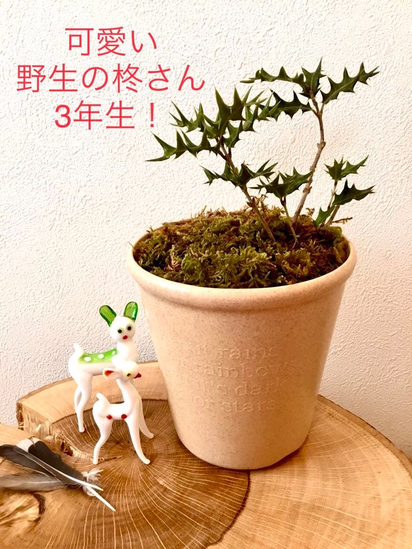 【完売】元気いっぱい！【可愛い天然野生の柊さん】柊/ヒイラギ/ひいらぎ