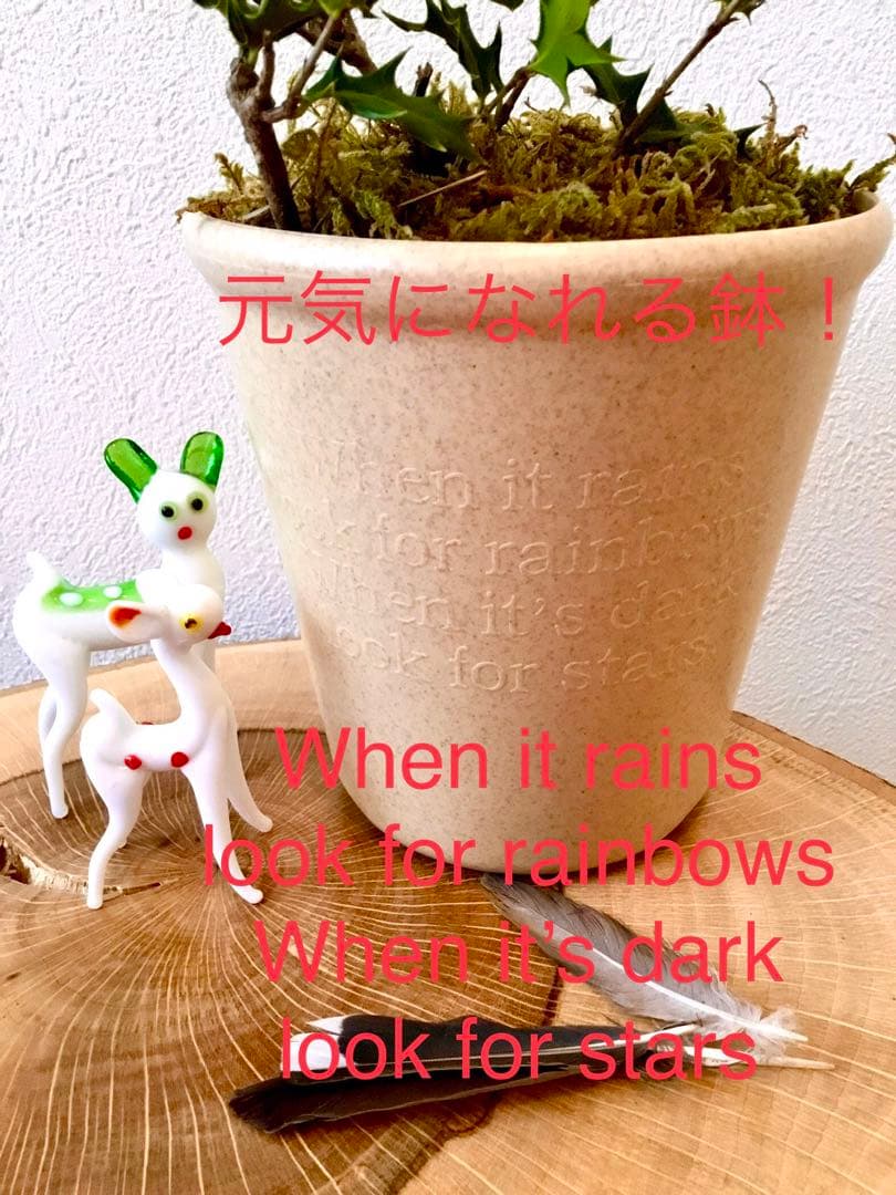 【完売】元気いっぱい！【可愛い天然野生の柊さん】柊/ヒイラギ/ひいらぎ