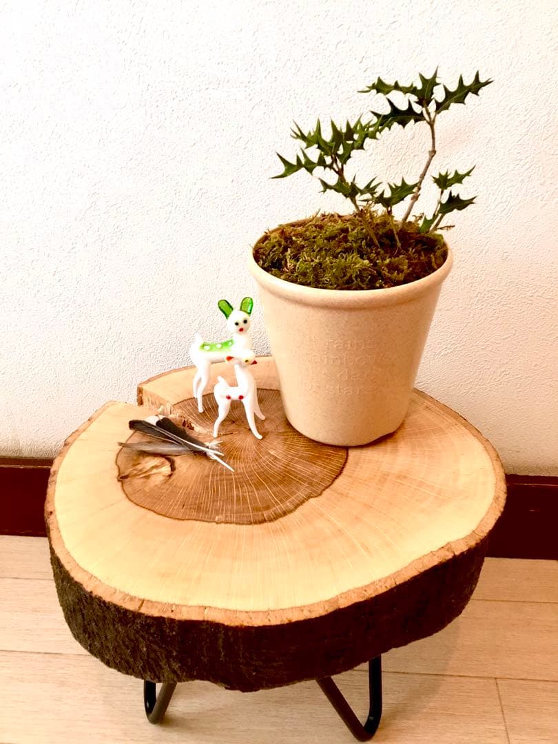 【完売】元気いっぱい！【可愛い天然野生の柊さん】柊/ヒイラギ/ひいらぎ