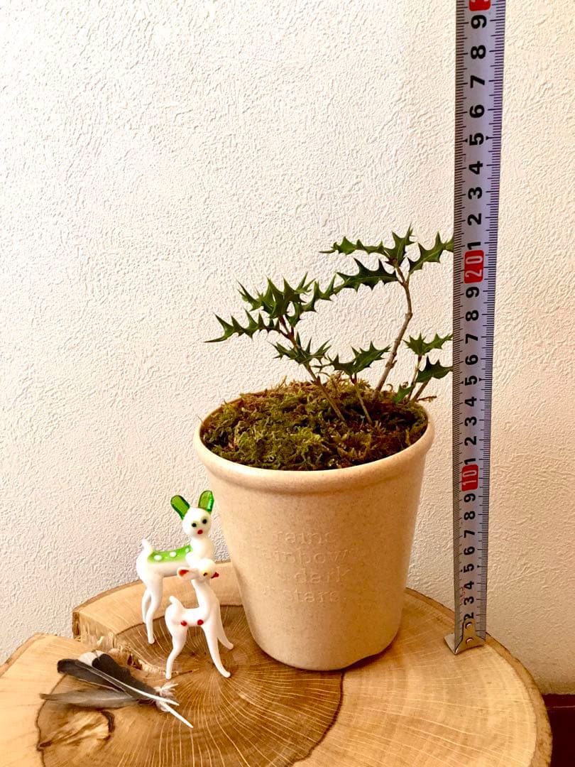 【完売】元気いっぱい！【可愛い天然野生の柊さん】柊/ヒイラギ/ひいらぎ