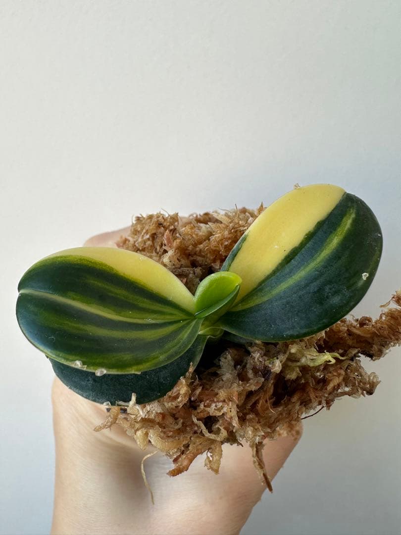 【 名護蘭 】明丸縞　359