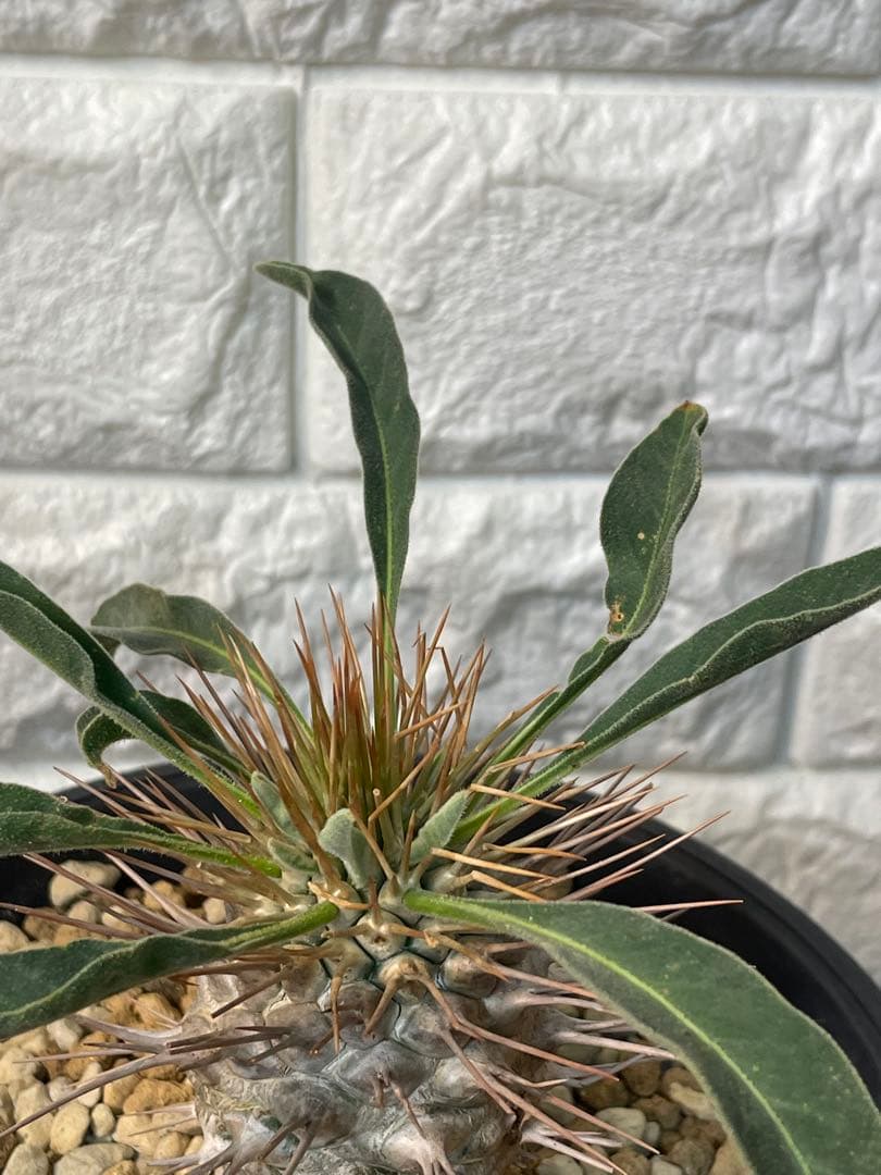 パキポディウムナマクアナム　塊根植物 約10cm 黒鉢　新芽どんどんでてます！