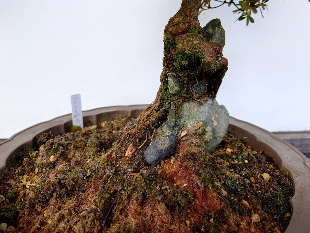盆栽　皐月　(都牡丹)　樹高45cm