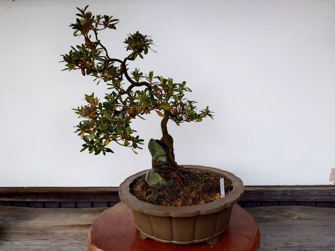 盆栽　皐月　(都牡丹)　樹高45cm