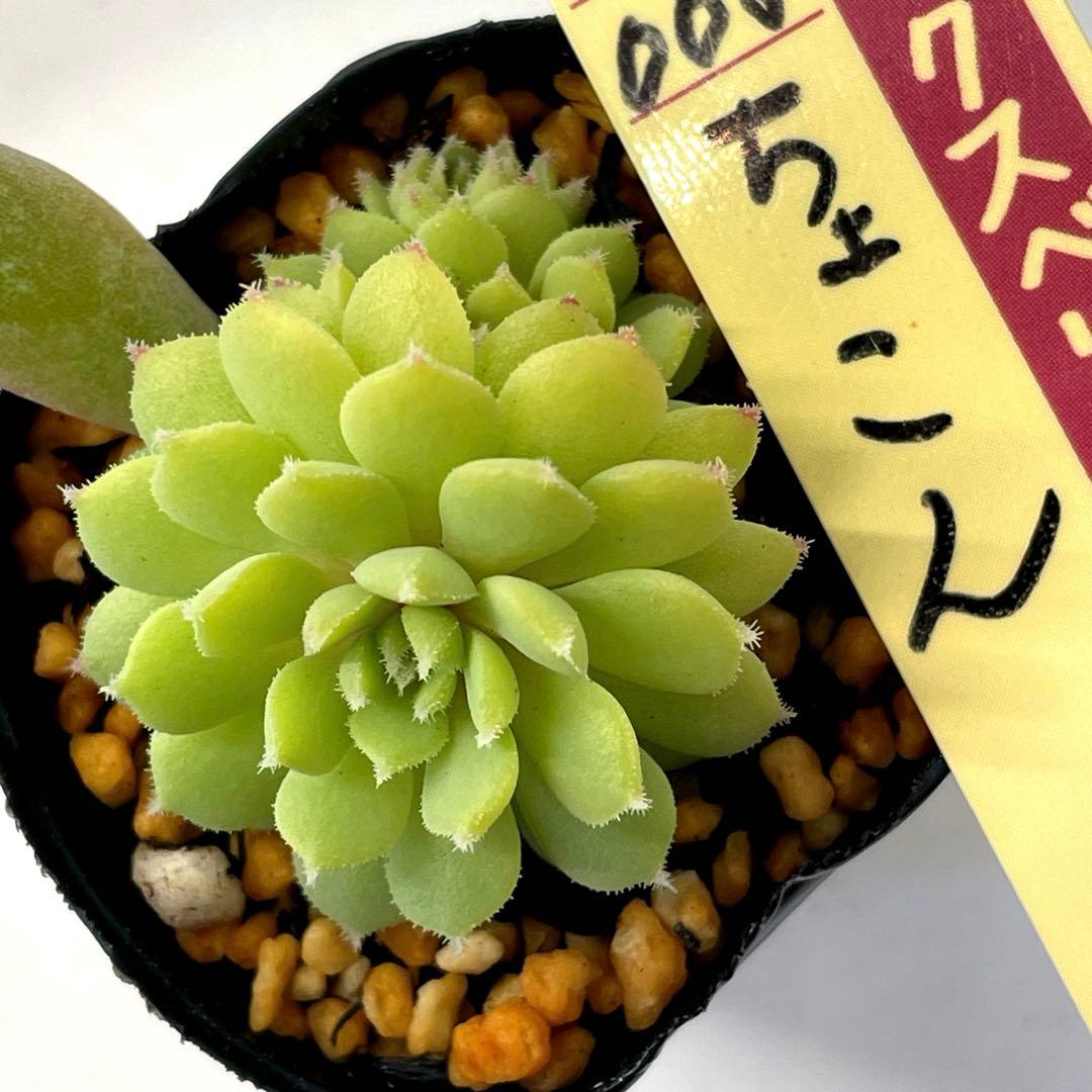 可愛い　根っこモリモリ　ミックスベリア　ちょこん④　多頭　葉挿しっ子　第4種発送