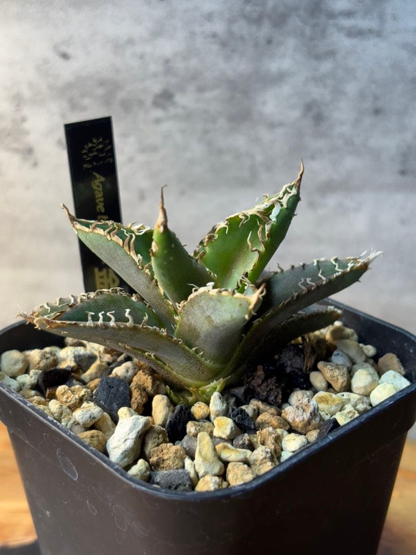 【アガベ】金蟾 きんせん 発根 活着済み 子株付き