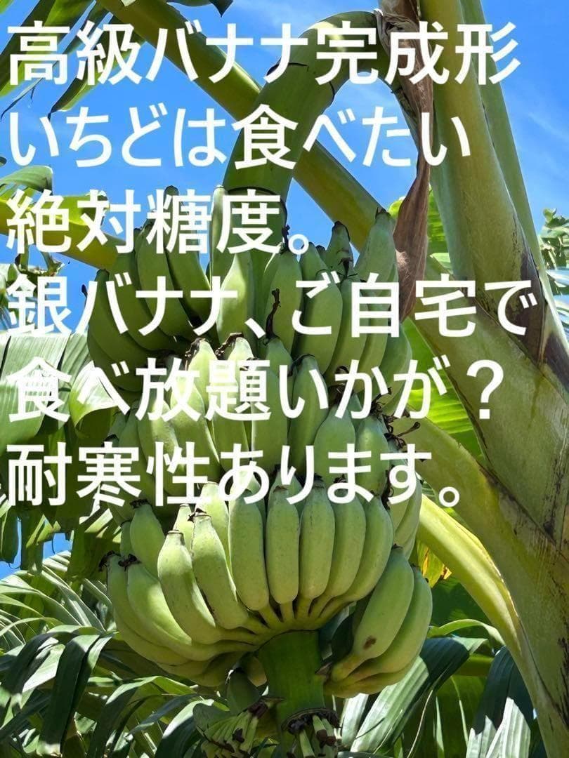 最後1苗◆銀バナナ、160㎝巨大苗＝価格破壊◆TVで紹介、圧倒的な糖度・耐寒強