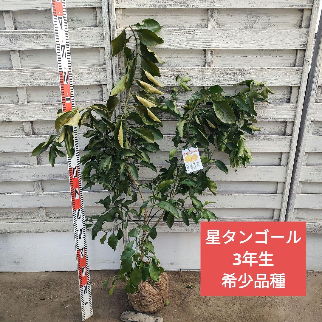 希少品種 星タンゴール 3年生 苗木