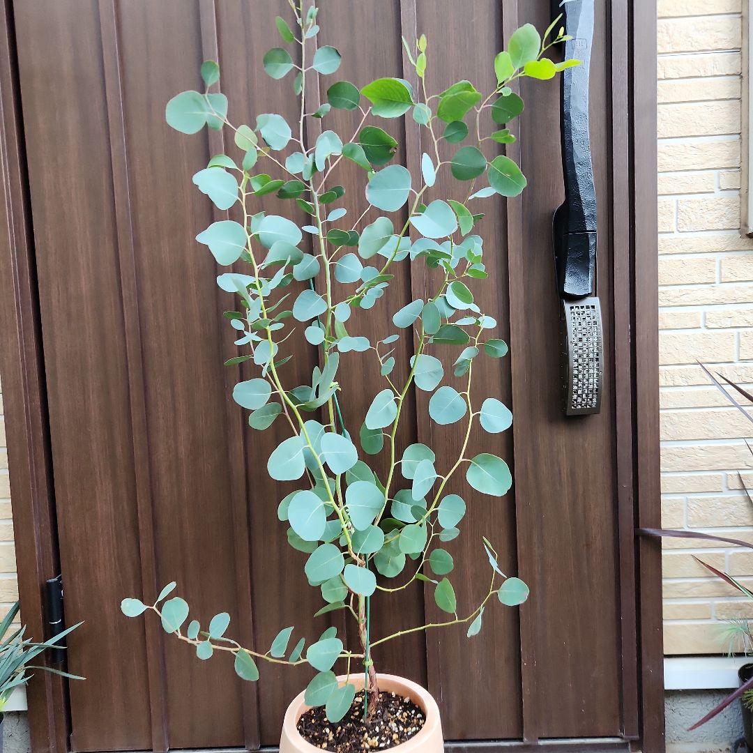 まん丸葉が可愛い❤️ユーカリ　ポポラス　テラコッタ鉢植え　苗　苗木　常緑樹
