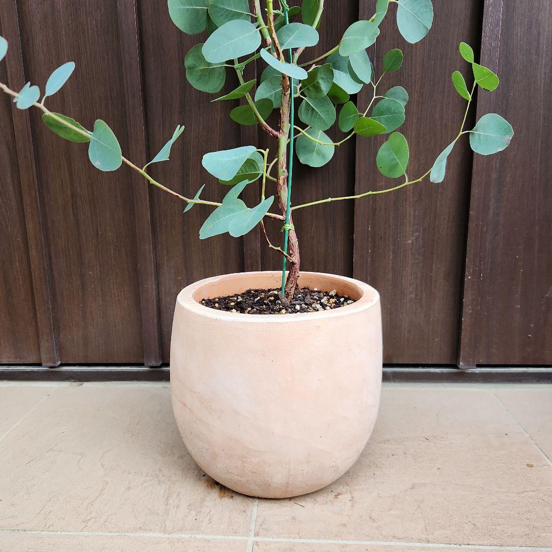 まん丸葉が可愛い❤️ユーカリ　ポポラス　テラコッタ鉢植え　苗　苗木　常緑樹