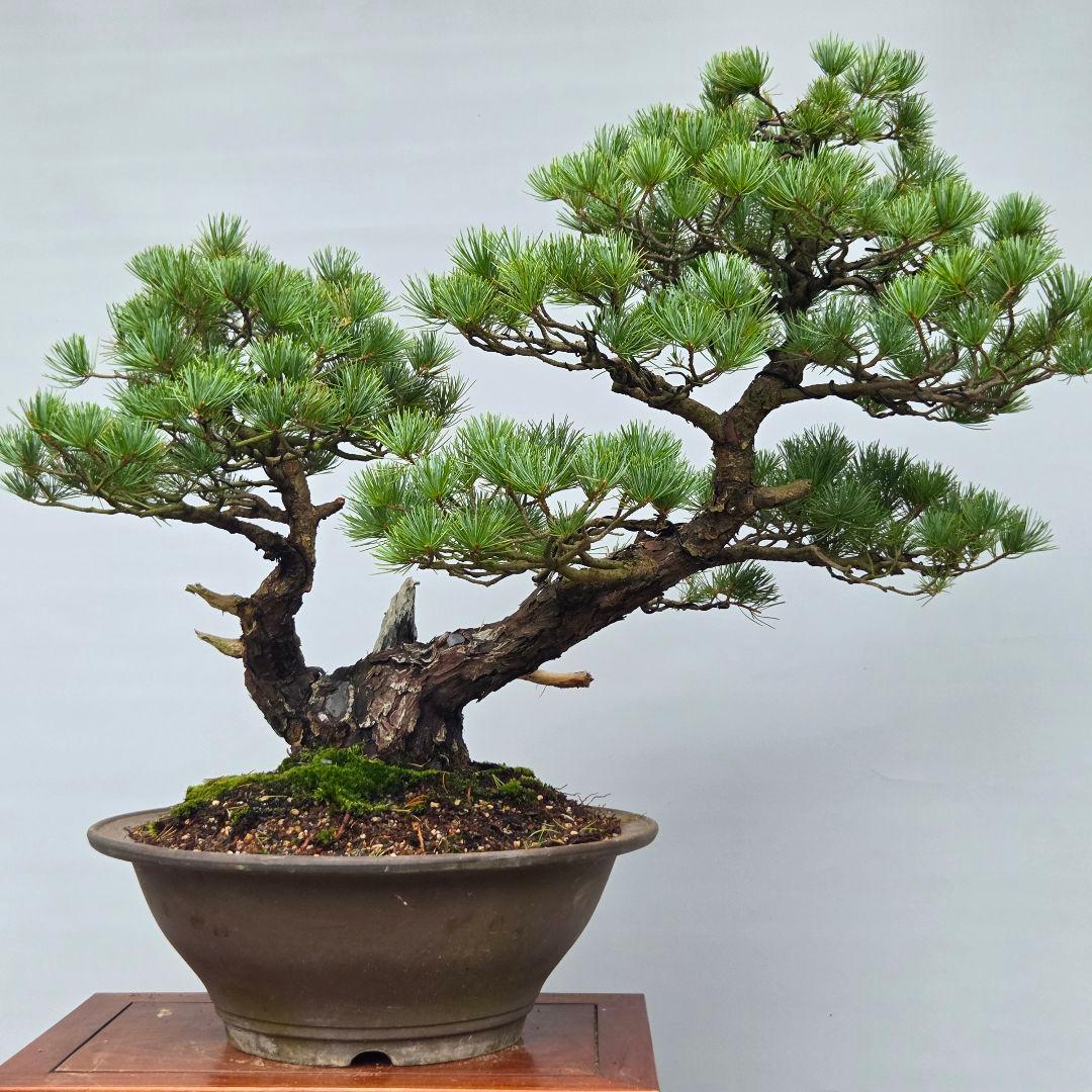 五葉松　[双幹模様木]　大品盆栽 じゃぱです。