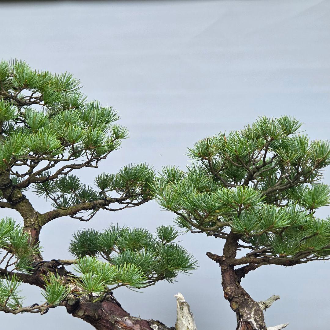 五葉松　[双幹模様木]　大品盆栽 じゃぱです。