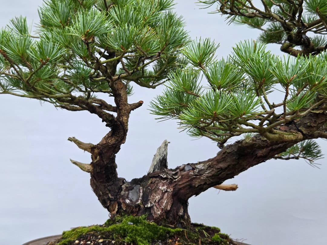 五葉松　[双幹模様木]　大品盆栽 じゃぱです。