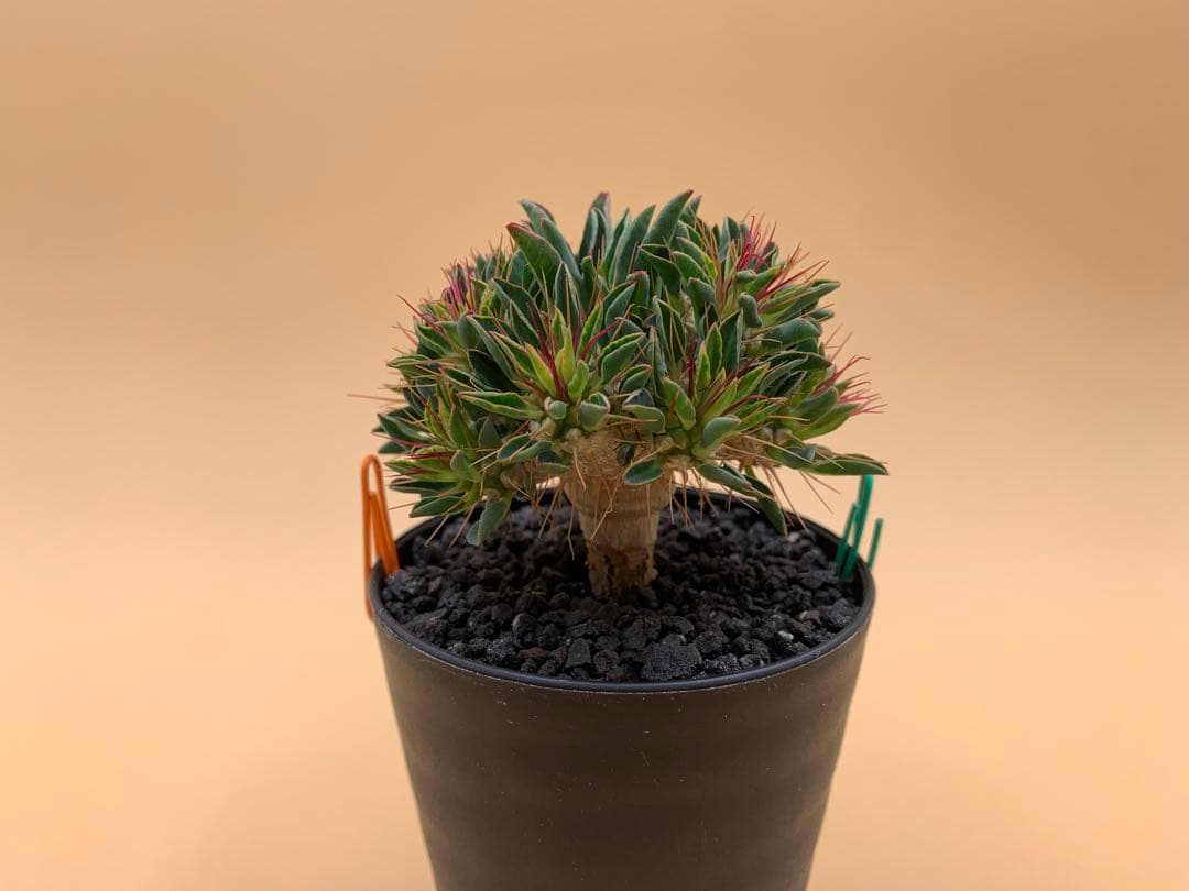 ユーフォルビア ギラウミニアナ 実生株 eg85 【鉢ごとメルカリ便】