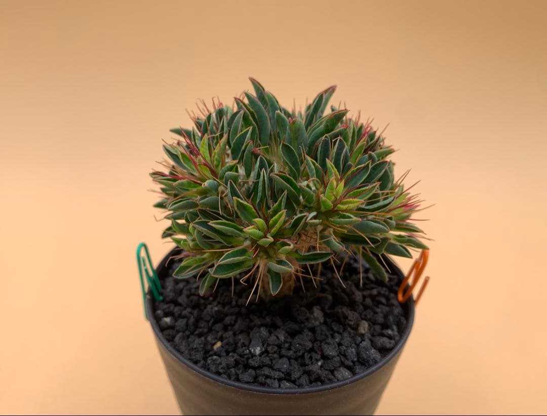 ユーフォルビア ギラウミニアナ 実生株 eg85 【鉢ごとメルカリ便】