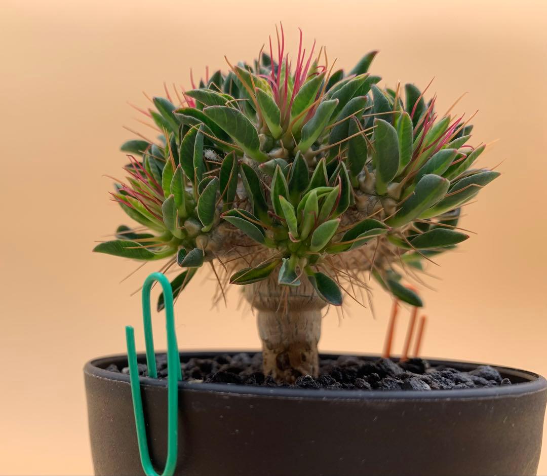 ユーフォルビア ギラウミニアナ 実生株 eg85 【鉢ごとメルカリ便】