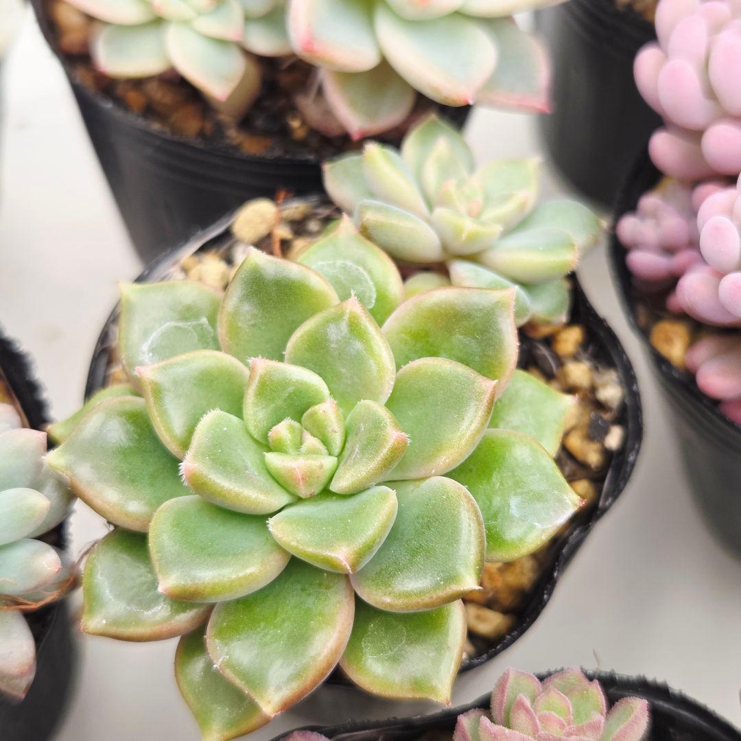 ㊸全15苗 つぶつぶ屋さん 萌牡丹❣️あられ❣️姫花火❣️発根済ネコポス込