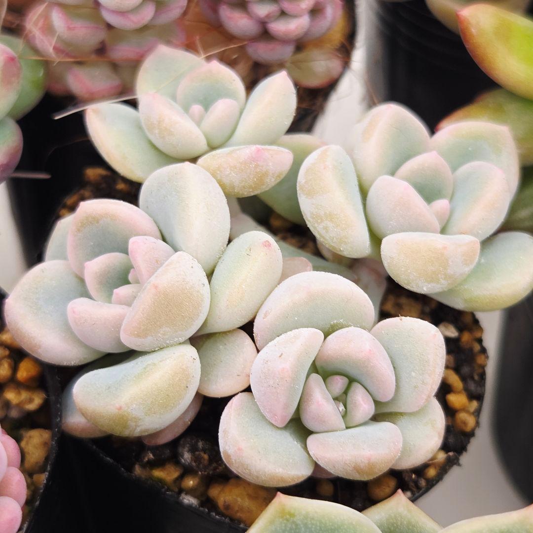 ㊸全15苗 つぶつぶ屋さん 萌牡丹❣️あられ❣️姫花火❣️発根済ネコポス込