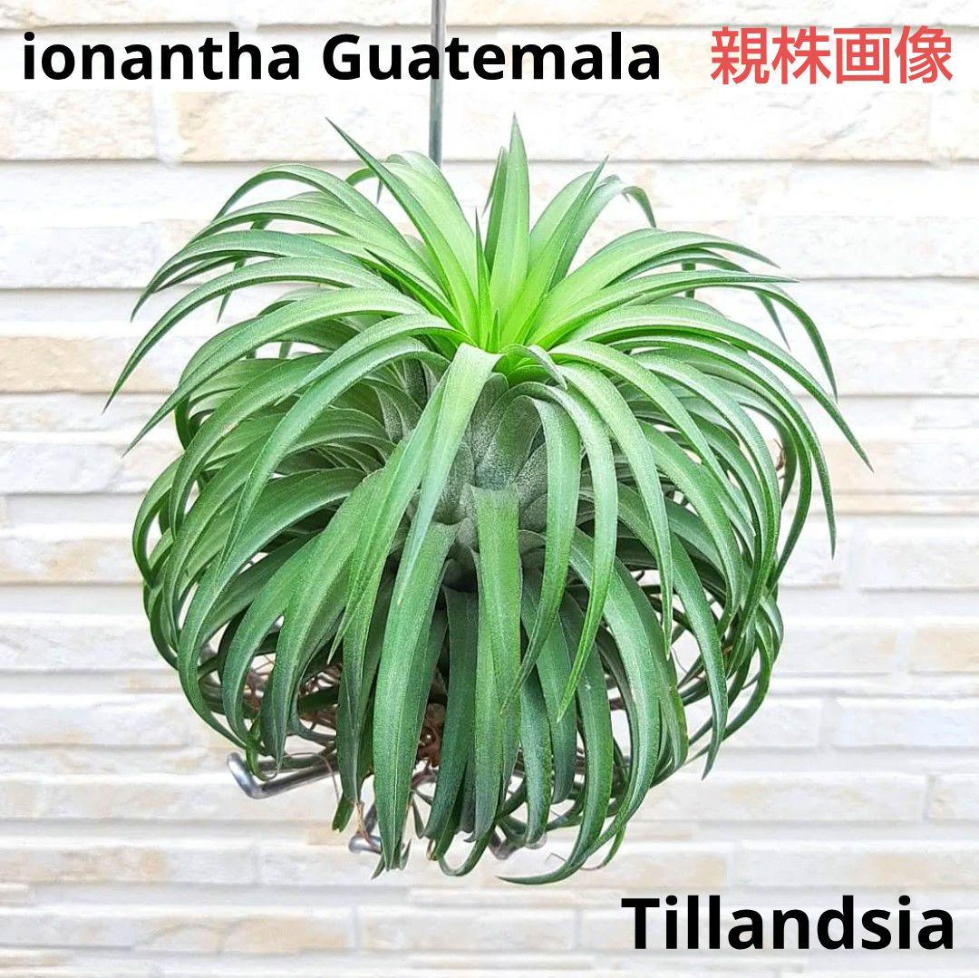 チランジア イオナンタ グアテマラ ジャイアントフォーム