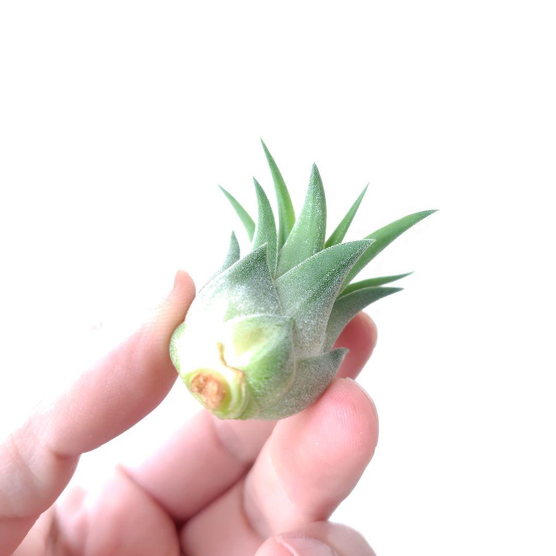 チランジア イオナンタ グアテマラ ジャイアントフォーム