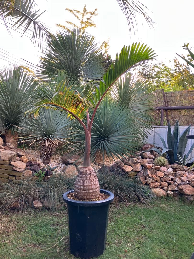 美株‼️特大‼️トックリヤシ　鉢ごと