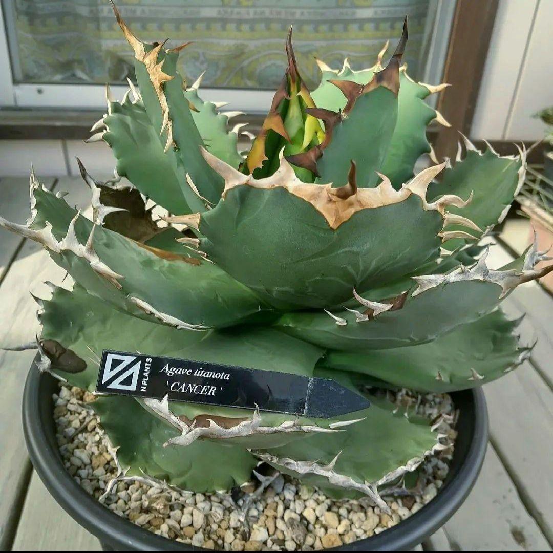 アガベ チタノタ キャンサー 大株