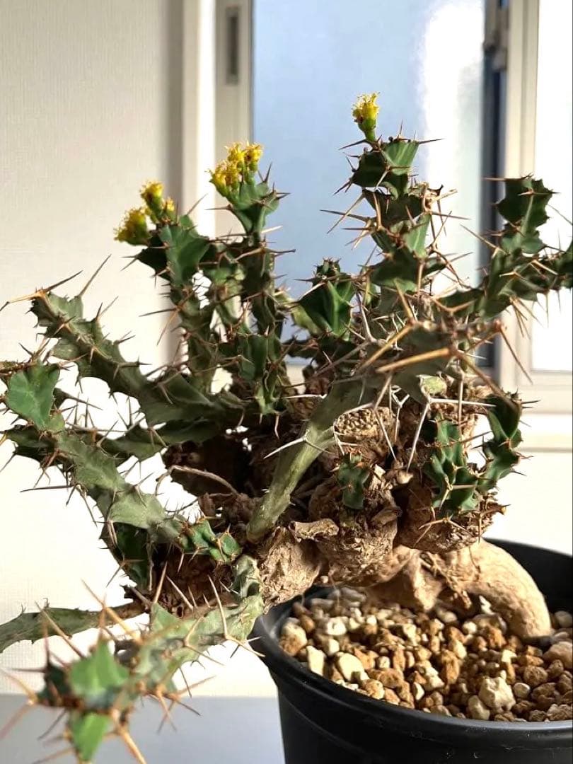 bon25　ユーフォルビア クラビゲラ 現地球 発根済