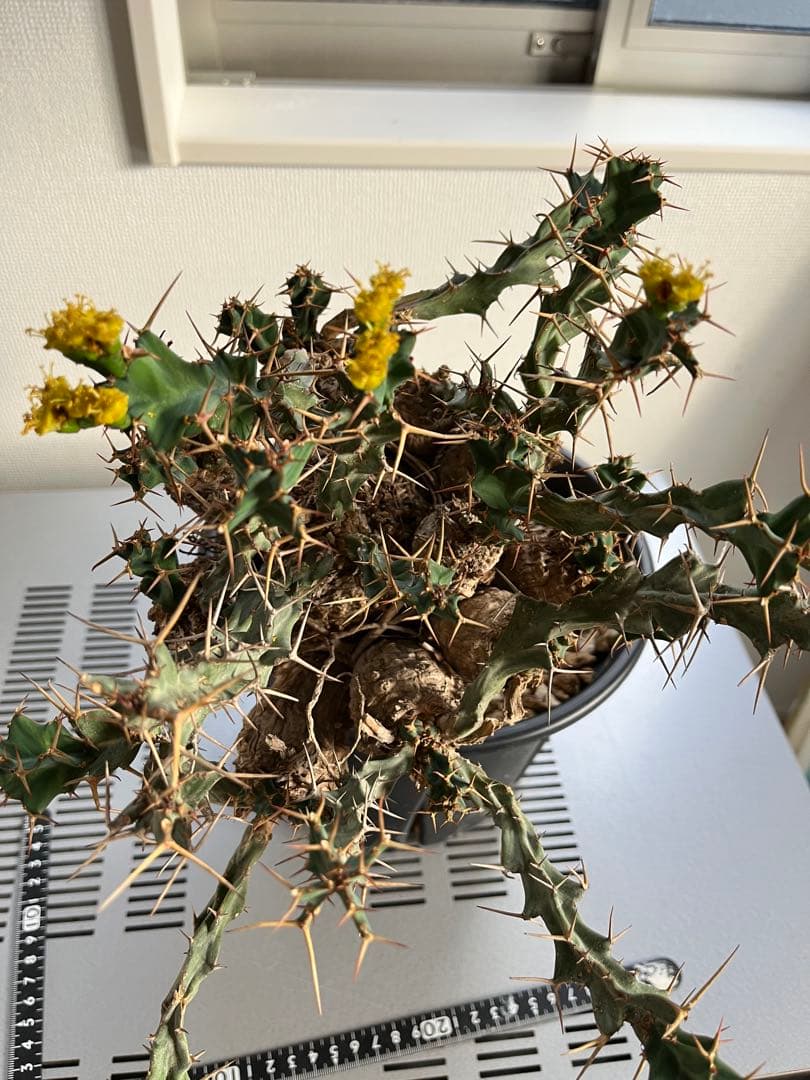 bon25　ユーフォルビア クラビゲラ 現地球 発根済