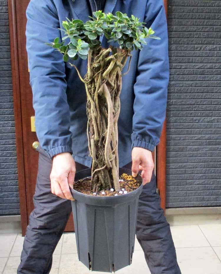 【現品】パンダガジュマル （ぱんだ・ガジュマル）（パンダ・ガジュマル）8号　HS