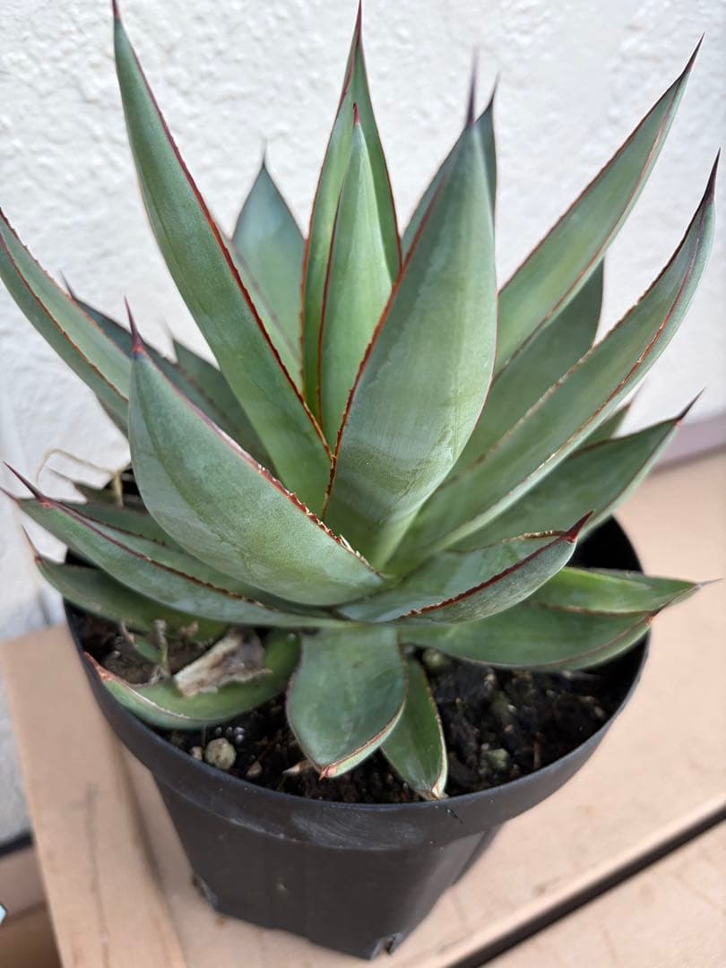 アガベ　大株　バーントバーガンディ