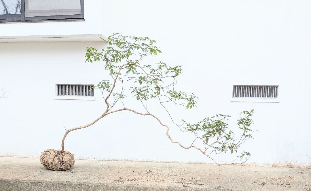 名画の如く。山採りアセビ。