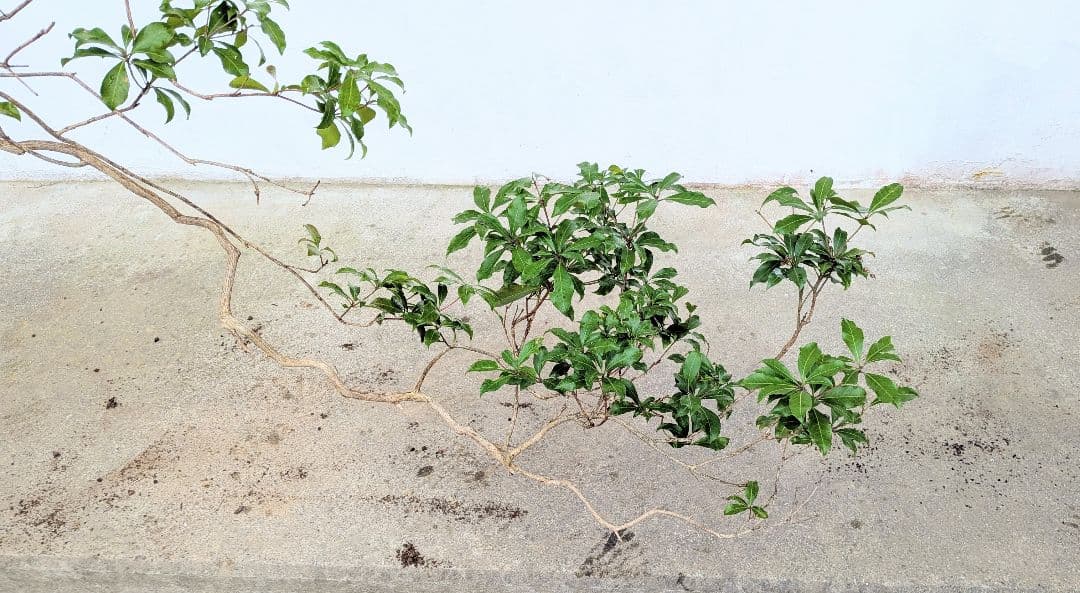 名画の如く。山採りアセビ。