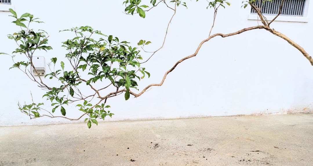 名画の如く。山採りアセビ。