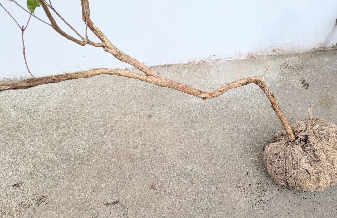 名画の如く。山採りアセビ。