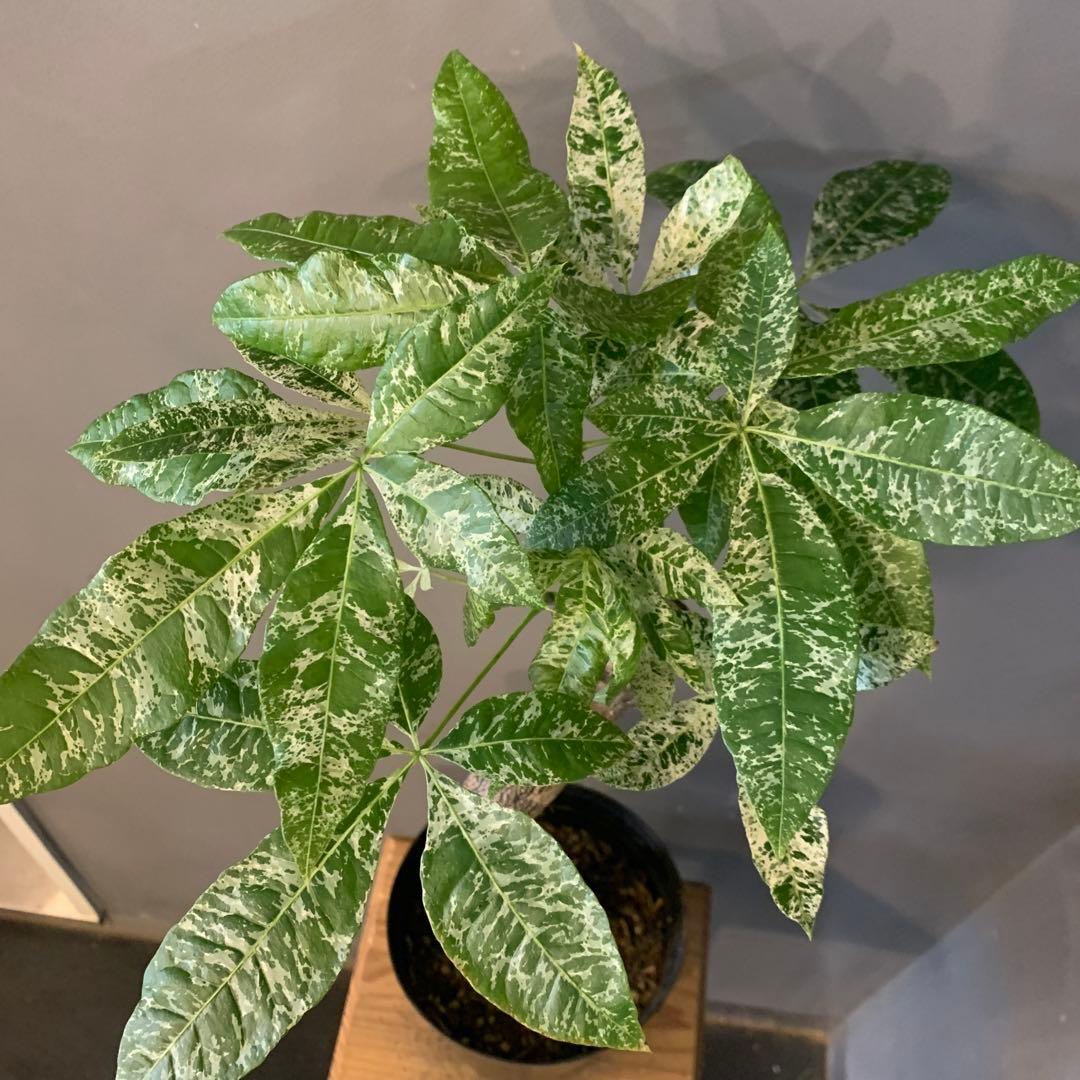 パキラ ミルキーウェイ 15