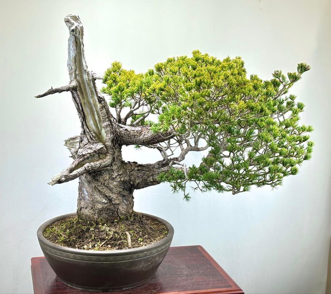 【九重】五葉松　盆栽