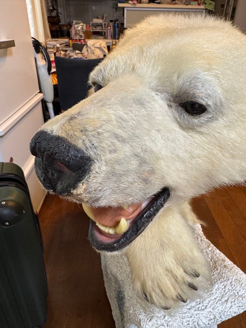 白熊剥製レプリカ