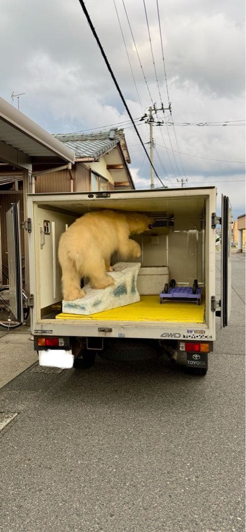 白熊剥製レプリカ