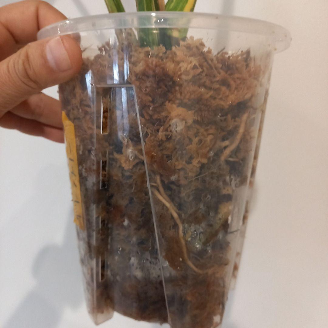 超絶希少 モンステラ デリシオーサ グリーンスノー