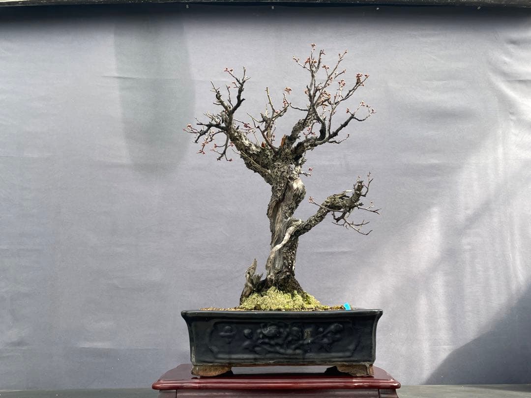 三河盆栽　ヤバイ　盆栽