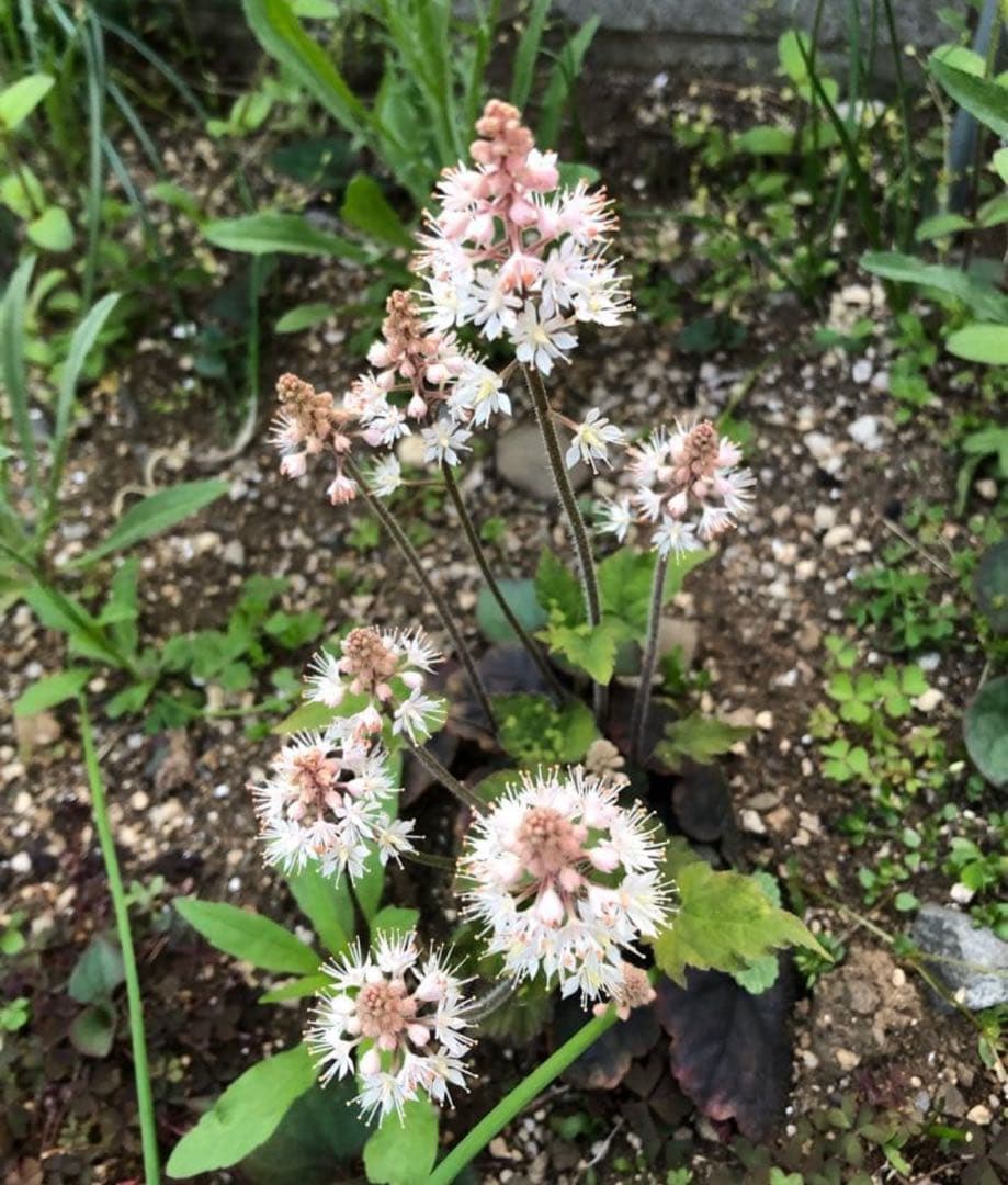 ティアレア　苗1株　シルベラード　ティアレラ